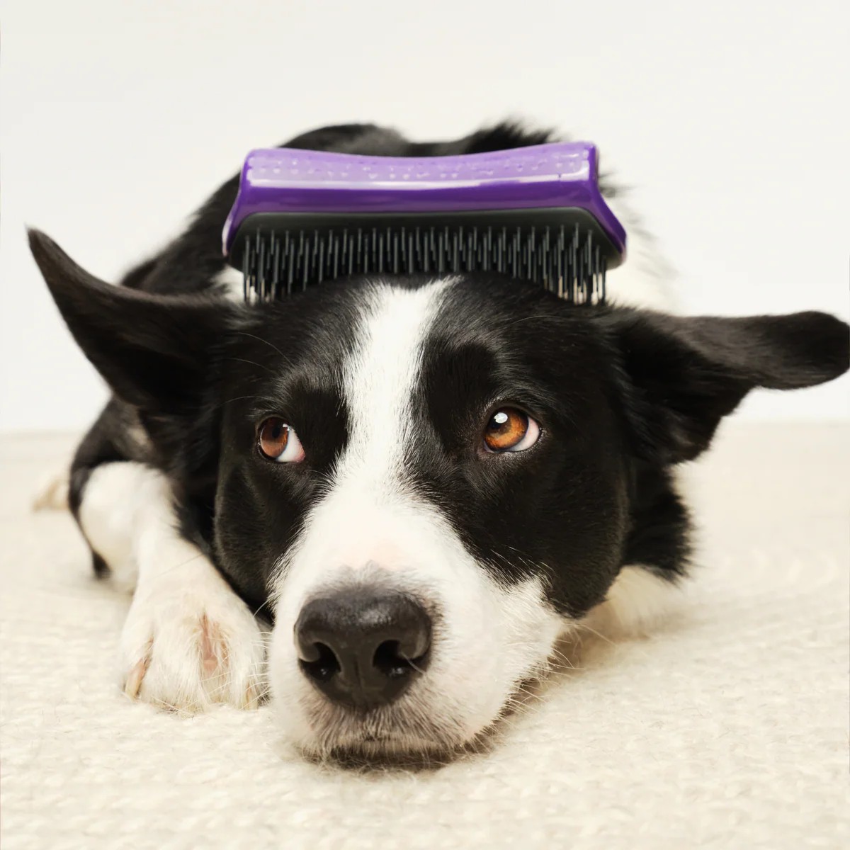 Pet Teezer DeShedding Purple / Grey